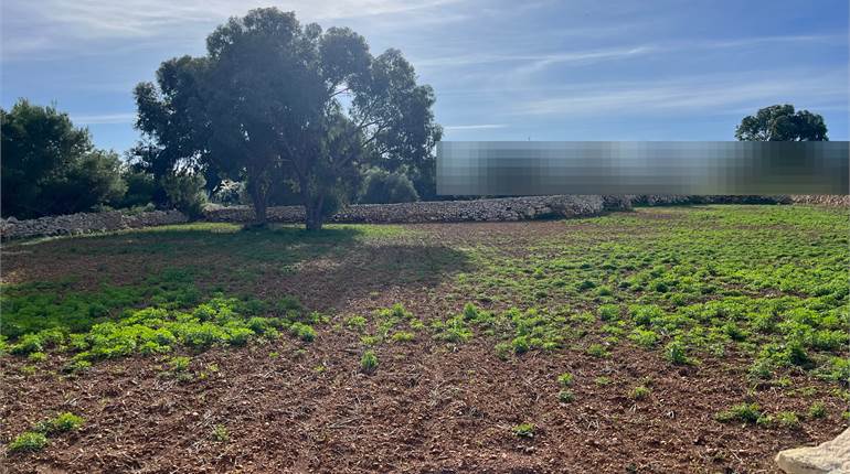 Safi - 2.5 Tumoli Agricultural Land 