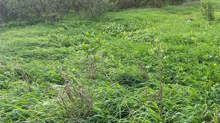 Dingli - Circa 4 tumoli of agricultural field