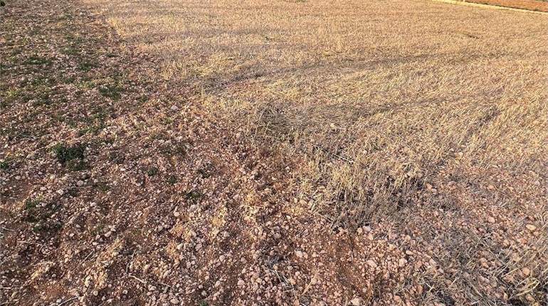 Bahrija - Agriculture Field 