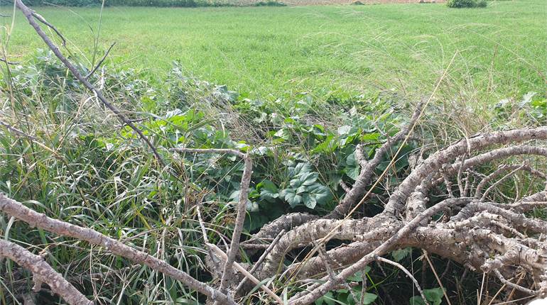 Zejtun - 669 sqm of Agricultural Field